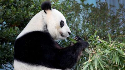 Panda delight as top China diplomat bears good news