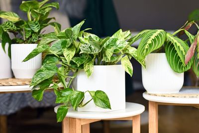 This Household Item is an Easy Way to Fertilize your Houseplants this Spring, and it Costs Just $1 to Buy