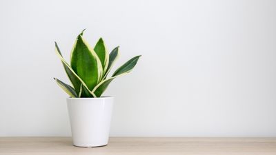 Are snake plants toxic to pets? Indoor plant experts reveal all