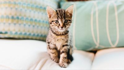 32 ways to raise a happy and healthy kitten