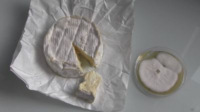 From The Lab: Is Camembert in trouble?