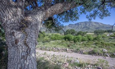 A rattlesnake that climbs trees; why that shouldn’t worry you