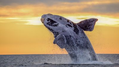 Female right whales may never breed after run-ins with fishing gear