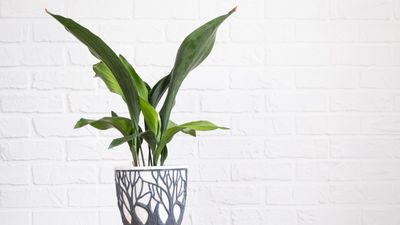 How to care for an aspidistra – 5 expert tips for this easy leafy houseplant