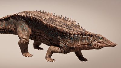 Triassic 'tank' unearthed in Texas was a croc cousin that lived 215 million years ago