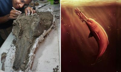 Scientists find skull of enormous ancient dolphin in Amazon