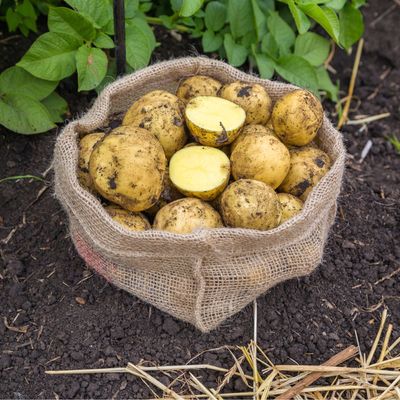 How to grow potatoes in grow bags - make the most of a small garden with this space-saving technique
