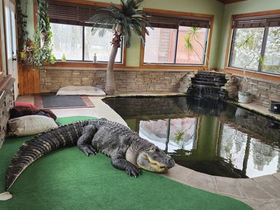 A New York man's pet alligator was seized after 30 years. Now, he wants Albert back