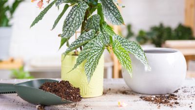 When to fertilize houseplants: gardeners dish the dos and don'ts