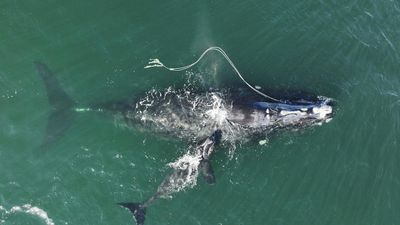 Female right whales may never breed after entanglement in fishing gear: study