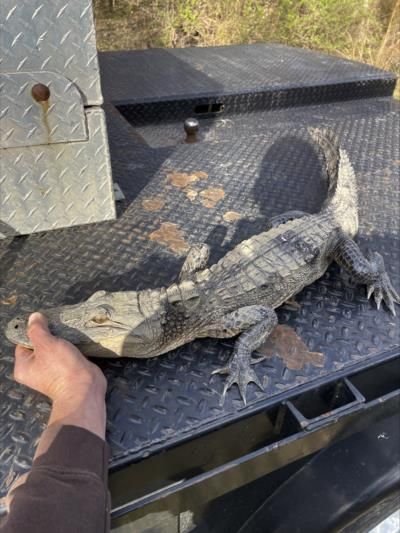 Alligator Caught In Tennessee Lake Raises Conservation Concerns