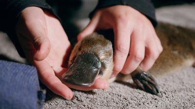 Juvenile discovery breeds hope for park's platypuses