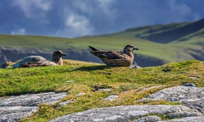 Weatherwatch: record winter warmth may not be good news for birds