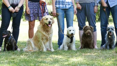 Is it easier to train a mixed breed dog or a purebred?