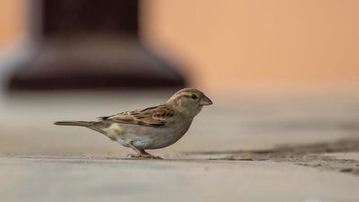 House sparrow population plunges in Thiruvananthapuram