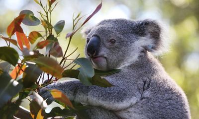 Global heating, land clearing and the ‘extinction vortex’: the fight to save Australia’s koalas