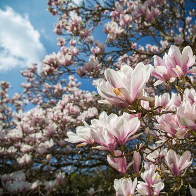 How to choose the perfect magnolia tree for your garden, according to experts