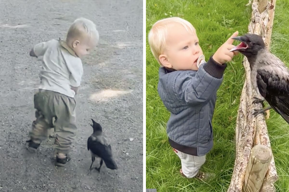 Crow Friend “They Have A Special Bond”: A 2-Year-Old Boy And His…