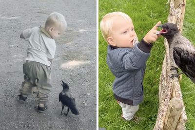“They Have A Special Bond”: A 2-Year-Old Boy And His Crow