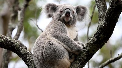 New forestry plan seeks to avoid koala free future