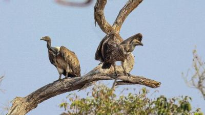 Even minor disturbances can harm nesting sites of long-billed vultures