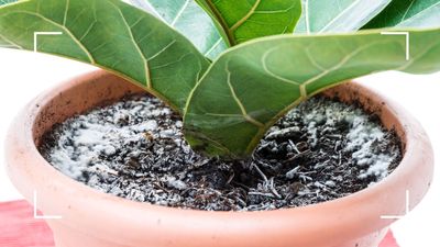 Why does my plant have mould on the soil? Horticulture experts reveal the answers behind furry topsoil