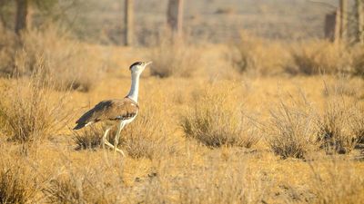 SC forms expert panel to balance Bustard conservation with sustainable energy goals