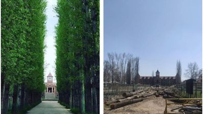 Felling of 234 trees on century-old college campus distresses many in Kashmir