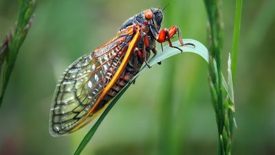 Experts urge gardeners to take measures to repel cicadas and protect plants this spring