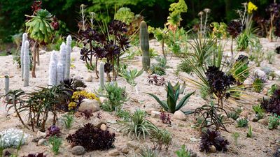 How to grow plants in sand instead of soil – experts share tips for this alternative gardening method