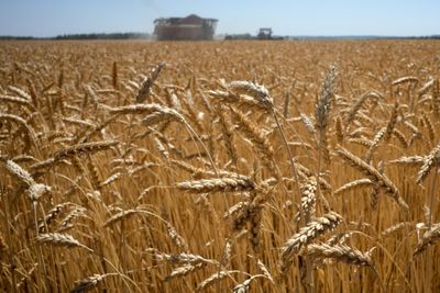EU Eyes Tariffs To 'Choke Off' Russian Grain Sales