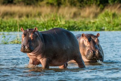 Hippos are majestic but threatened