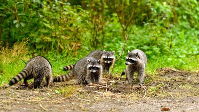 Warnings issued after National Park hiker bitten by rabid racoon