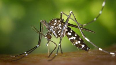 Tiger mosquitoes now everywhere in France after spreading to Normandy