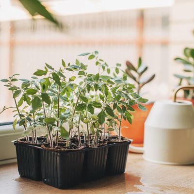 When to repot tomato seedlings if you want to give this garden staple the best possible start