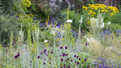 How to design and plant a butterfly border – expert advice for a pollinator-friendly plot
