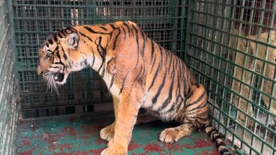 Captured tiger brought to Thiruvananthapuram Zoo