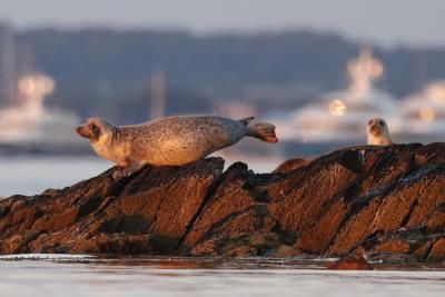 Avian Influenza Threatens Seals And Sea Lions Worldwide