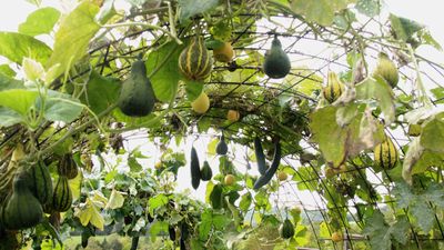 How to grow squash vertically – save space and create a feature in your vegetable garden