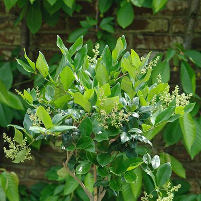 These privet trees are going viral on TikTok as the prettiest way to add privacy to a garden