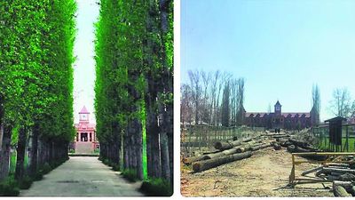 234 trees felled for safety concerns, 500 conifers to be planted, says Amar Singh College