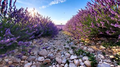 Landscaping with lavender – 15 ways to use this classic shrub in your planting design