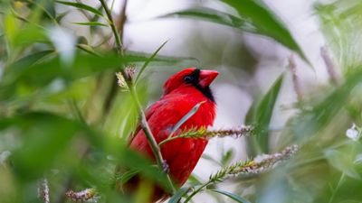 Searching for songbirds – how to attract red cardinals to your yard this year