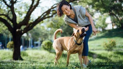 Trainer shares simple tip to build your dog's recall around distractions (no matter how busy it is!)