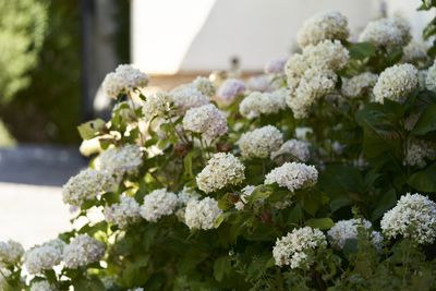 How to Revive Hydrangea Plants — Gardening Knowhow to Make Sure Your Flowers Return to Form This Spring