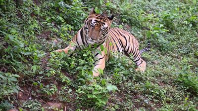 Uttarakhand to translocate four tigers to Rajasthan, says official