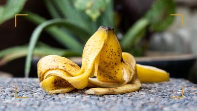 How to use banana peels in your garden – 6 ways to improve soil and plants