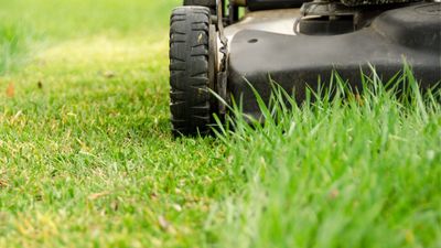 Can lawnmower blades be too sharp? Expert tips on a common lawncare mistake