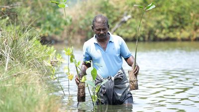 On a mission to protect the depleting mangrove ecosystem