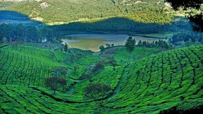 Winter lacks bite in Munnar as frost gives the hill station a miss this year